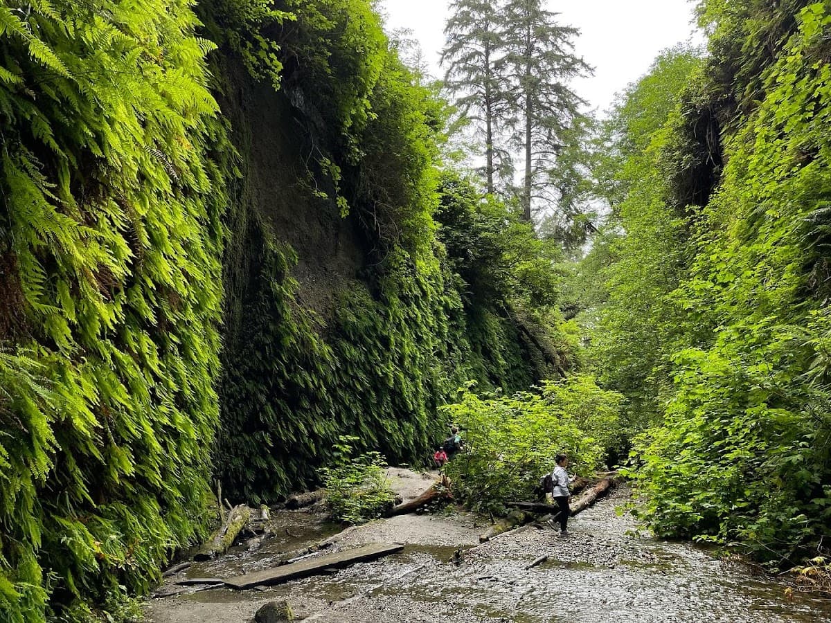 Fern Canyon Beach surf spot